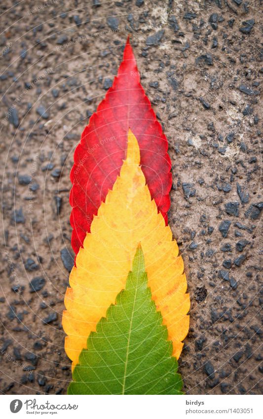 3 leaves in traffic light colors, symbol image for traffic light coalition traffic light colours Traffic light coalition Green Yellow Red Politics and state