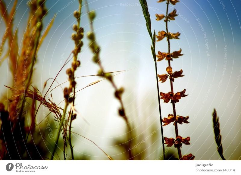 meadow Meadow Grass Nature Sky Summer Physics Ear of corn Growth Flourish Environment Plant Delicate Fine Colour Warmth risp Exterior shot