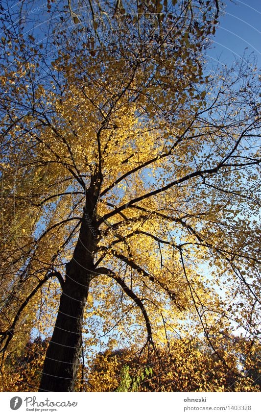 golden Landscape Cloudless sky Sunlight Autumn Beautiful weather Tree Leaf Treetop Tree trunk Branch Forest Yellow Gold Warm-heartedness To console Grateful
