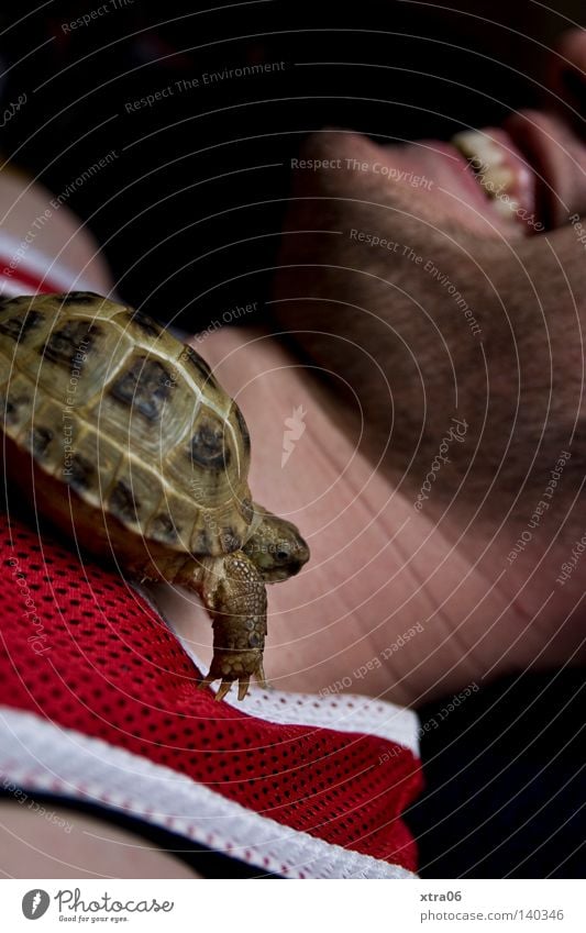laugh Turtle Man Laughter Animal Amphibian Crawl Speed Pet