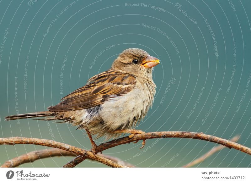 female house sparrow eating seeds Eating Vegetarian diet Beautiful House (Residential Structure) Garden Woman Adults Nature Animal Park Bird Sit Small Natural