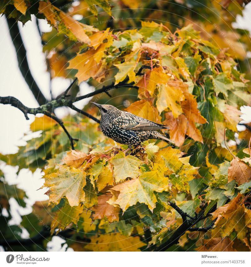 beeping bug Environment Nature Adventure Bird Autumn Leaf Gold Flying Animal Tree Branch Sit Chirping Feather Maple tree Looking Plumed Colour photo Close-up