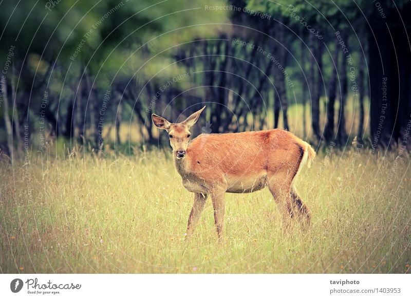 red deer doe in the forest Beautiful Hunting Woman Adults Nature Landscape Animal Autumn Tree Grass Park Meadow Forest Fur coat Natural Wild Brown Red Colour