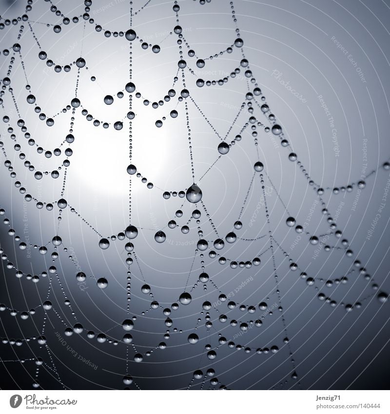 Patience. Spider Spider's web Drops of water Rain Dew Morning Wet Damp Captured To hold on Sun Fog Haze Autumn Macro (Extreme close-up) Close-up Net