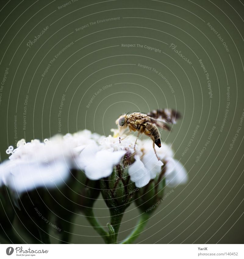 cornfly Near Green Brown Feeler Legs Thin Compound eye Pollen Format Square White Glow Insect Small Millimeter Diminutive Macro (Extreme close-up) Flower