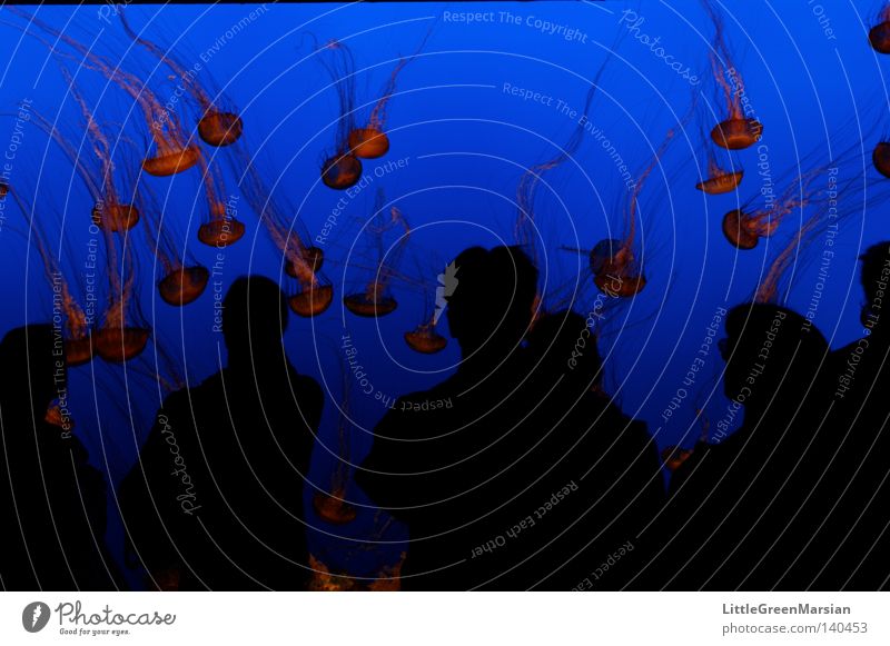 fragile Aquarium Shadow Human being Group Silhouette Jellyfish Water Hover Flying Ocean Deep sea Fish Exhibition Profile polyp