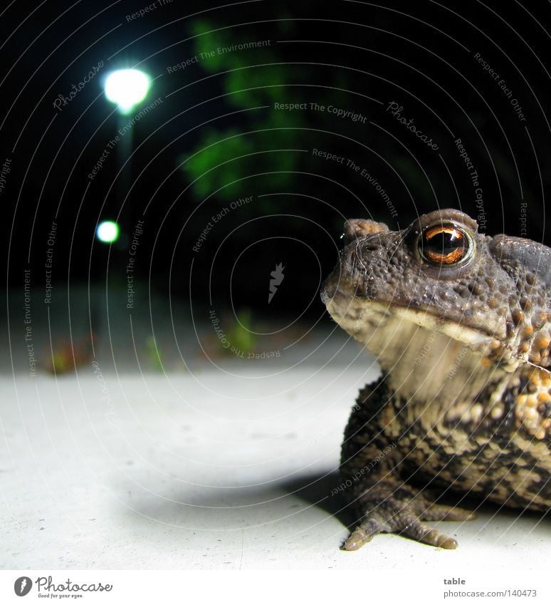 blind date Frogs Amphibian Water Wetlands Eyes Muzzle Snout Sit Hop Jump Skin Gnarled Night Lantern Ground Light Skeptical Meet Far-off places Breathe Quack Joy