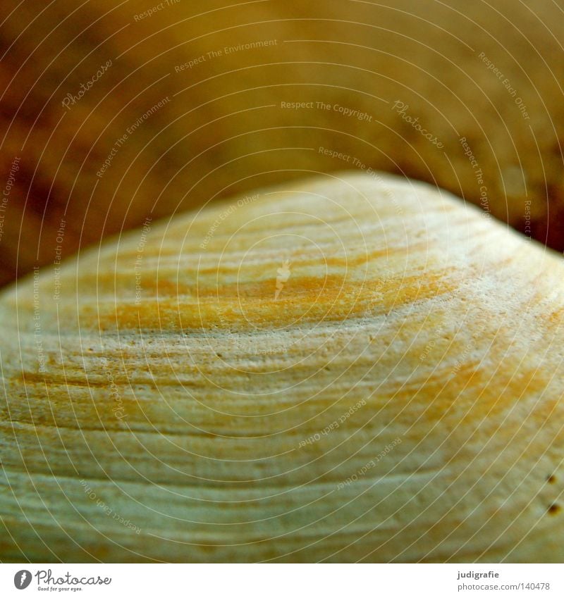 structure Sand Beach Baltic Sea Mussel Discovery Sand gaper mussel Arrangement Find Ocean Vacation & Travel Structures and shapes Line Macro (Extreme close-up)