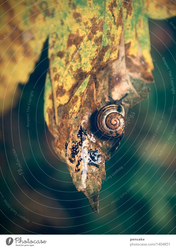 The last sheet Autumn Leaf Forest Animal Snail Sign Transience Snail shell Multicoloured Damp Autumn leaves Colour photo Exterior shot Close-up