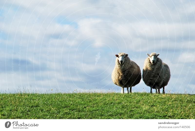 Schaaf Pair Summer Animal Sky Clouds Horizon Spring Beautiful weather Grass Farm animal Pelt 2 Pair of animals Line Stand Fat Free Blue Green White Attentive
