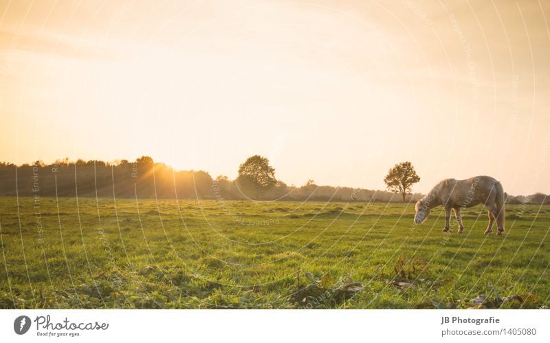 Appearance or reality? Landscape Meadow Horse Contentment Joie de vivre (Vitality) Warm-heartedness Together Iceland Pony Icelander Sunset Sunbeam Moody Calm