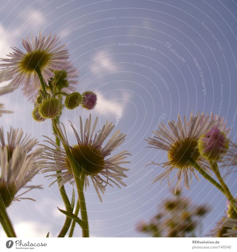 flower Flower Meadow Clouds Sky Growth Plant Upward Worm's-eye view Aspire Rain Threat Blossom Blossoming Summer Fresh Cold Converse Exceptional Grass Bud Stalk