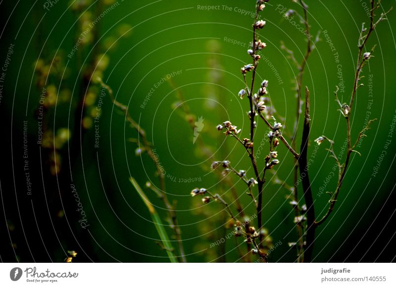 meadow Meadow Grass Nature Summer Physics Dark Green Growth Flourish Environment Plant Delicate Fine Colour Warmth risp Exterior shot