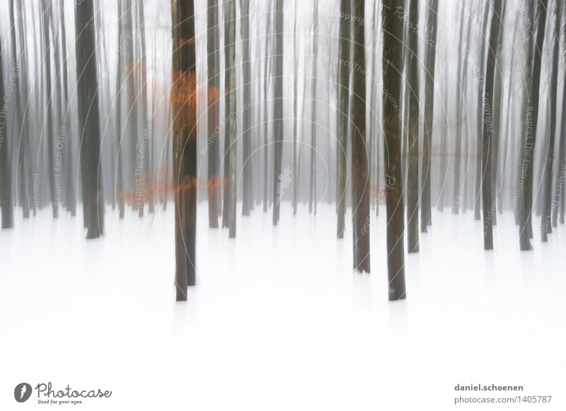 winter forest Winter Snow Ice Frost Tree Forest Cold Black White Loneliness Subdued colour Exterior shot Abstract Deserted Copy Space bottom Motion blur