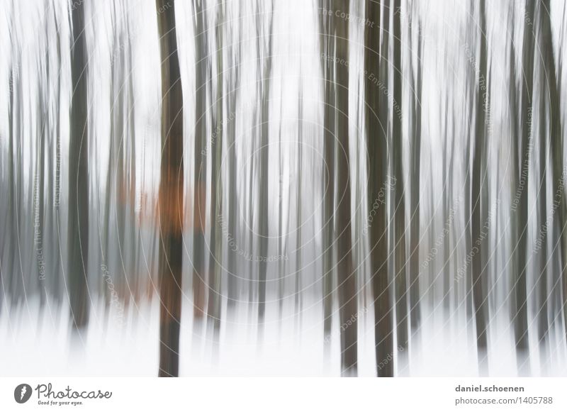 Winter, blurred Winter sports Hiking Nature Ice Frost Tree Forest Esthetic Fantastic Brown Black White Movement Bizarre Loneliness Lanes & trails Subdued colour