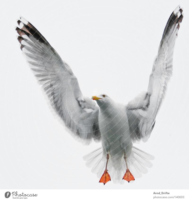 seagull Norway Feather Fjord Flying Bright Sky Cold Ocean Seagull Arctic Ocean Gull birds White Bird waterfowl
