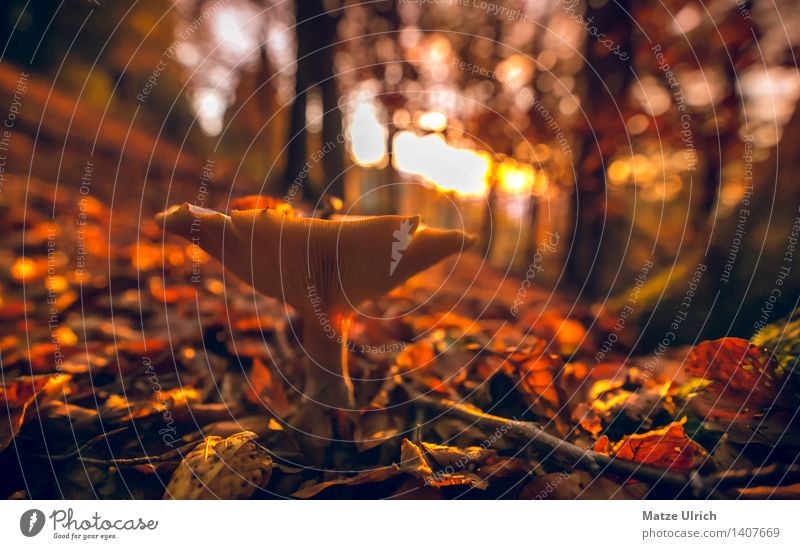 Mushroom in the forest 3 Environment Nature Sun Sunrise Sunset Sunlight Autumn Beautiful weather Forest Warmth Leaf Automn wood Colour photo Exterior shot