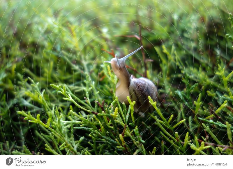 The snail on the hedge. Plant Animal Summer Autumn Foliage plant Garden Park Forest Wild animal Snail 1 Green Nature Crawl Colour photo Exterior shot Close-up