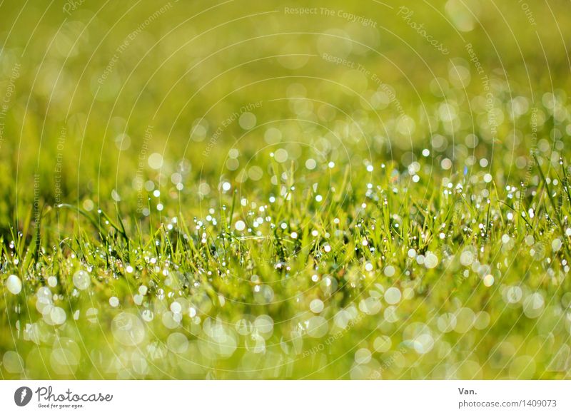 Half past nine in the morning... Nature Plant Drops of water Grass Blade of grass Dew Garden Meadow Glittering Fresh Green Colour photo Multicoloured