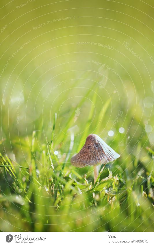 so small with hat Nature Plant Autumn Grass Mushroom Meadow Glittering Small Brown Green Dew Blade of grass Colour photo Multicoloured Exterior shot
