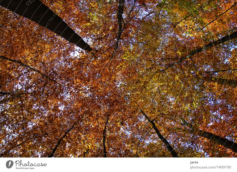 canopied Plant Sky Autumn Beautiful weather Tree Leaf Forest Fresh Bright Natural Serene Calm Nature Tree trunk Deciduous tree Colour photo Multicoloured