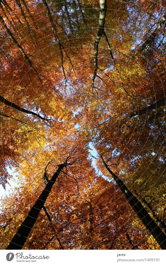 Colourful sky Environment Nature Plant Sky Autumn Beautiful weather Tree Leaf Forest Large Bright Natural Contentment Serene Calm Leaf canopy Beech wood