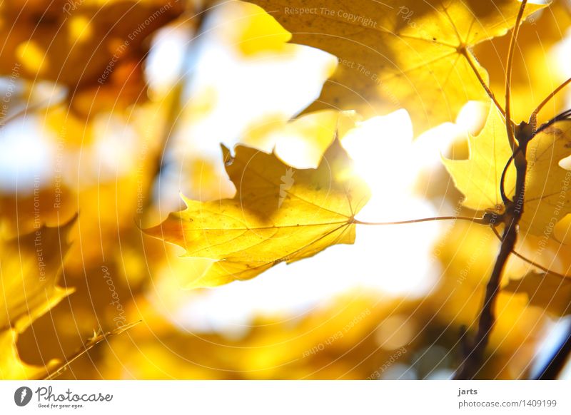 sunday weather Plant Sunlight Autumn Beautiful weather Tree Leaf Forest Illuminate Bright Natural Yellow Gold Nature Colour photo Exterior shot Close-up