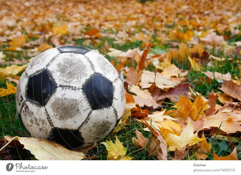 autumn game Sports Ball sports Foot ball Autumn Old Meadow Grass Contrast Leisure and hobbies Autumnal Autumn leaves Autumnal colours Autumnal landscape Round