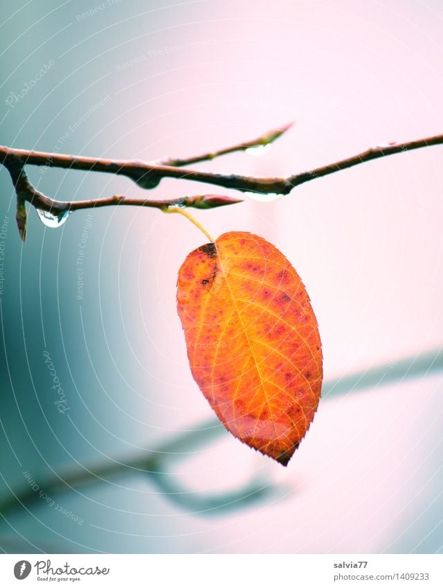 Last... Environment Nature Animal Air Summer Bad weather Plant Tree Leaf Autumnal colours Twig Park Hang Esthetic Above Yellow Gray Orange Design Loneliness
