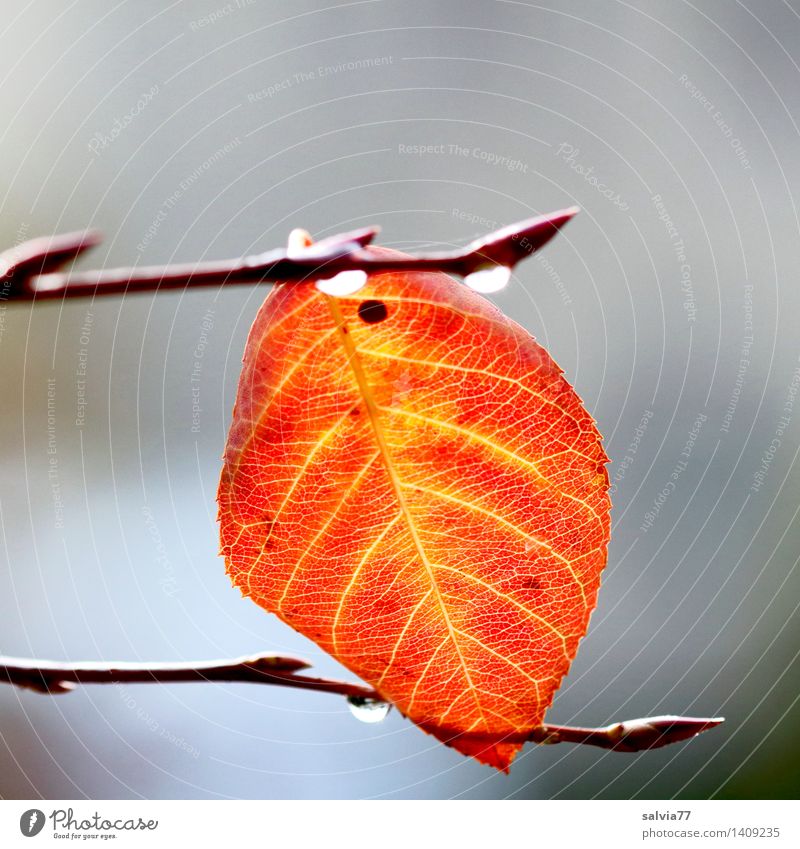sandwiched Nature Plant Autumn Bad weather Tree Leaf Drop Autumnal colours Rachis Twigs and branches Yellow Gray Orange Loneliness Hope Ease Calm Change