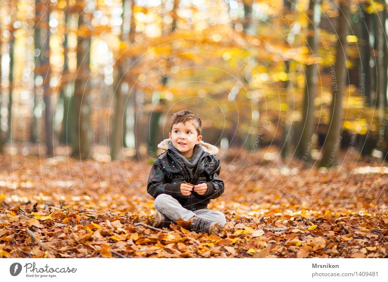 In the autumn forest Child Toddler Boy (child) Infancy Life 1 Human being 3 - 8 years Nature Autumn Forest Smiling Sit Autumnal Autumn leaves Automn wood