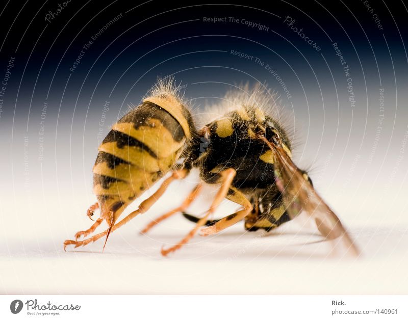 Lifeless. Sleep Kill Wasps Hornet Hymenoptera Insect Crawl Death Compound eye Feeler Blur Checkmark Tiny hair Glittering Chitin Armor-plated Hunter Thief