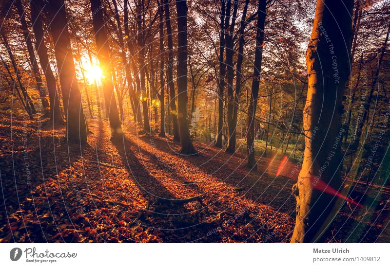 Sun forest 2 Environment Nature Landscape Plant Sunrise Sunset Sunlight Autumn Beautiful weather Tree Leaf Deciduous forest Deciduous tree Automn wood