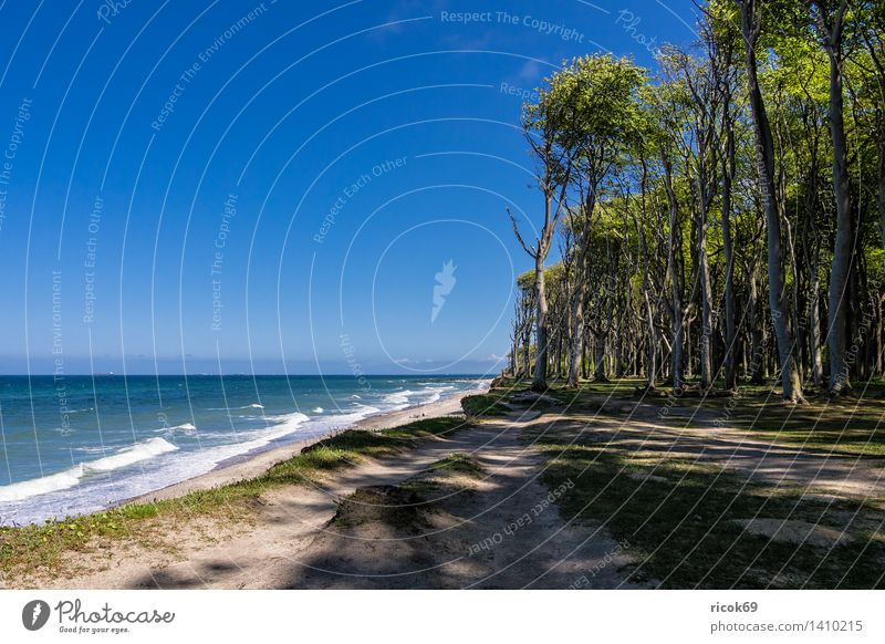 Coastal forest on the Baltic coast Relaxation Vacation & Travel Beach Ocean Waves Nature Landscape Water Clouds Tree Forest Baltic Sea Lanes & trails Blue