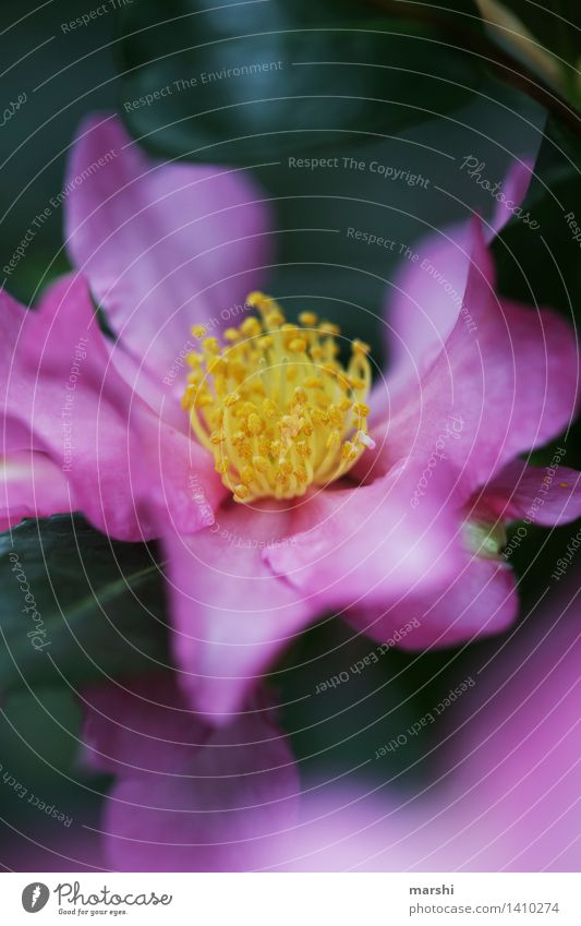 thriving Nature Plant Summer Leaf Blossom Foliage plant Wild plant Exotic Moody Yellow Violet Pink Blossoming Bud Blossom leave Pistil Colour photo Close-up