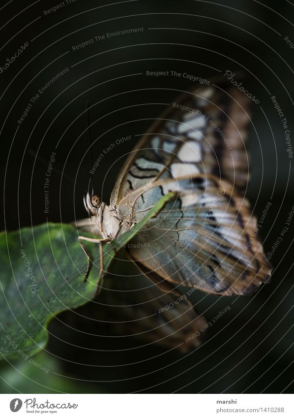 hang out Nature Plant Animal Leaf Butterfly Animal face Wing Zoo 1 Moody Dark Relaxation Colour photo Exterior shot Close-up Detail Macro (Extreme close-up)