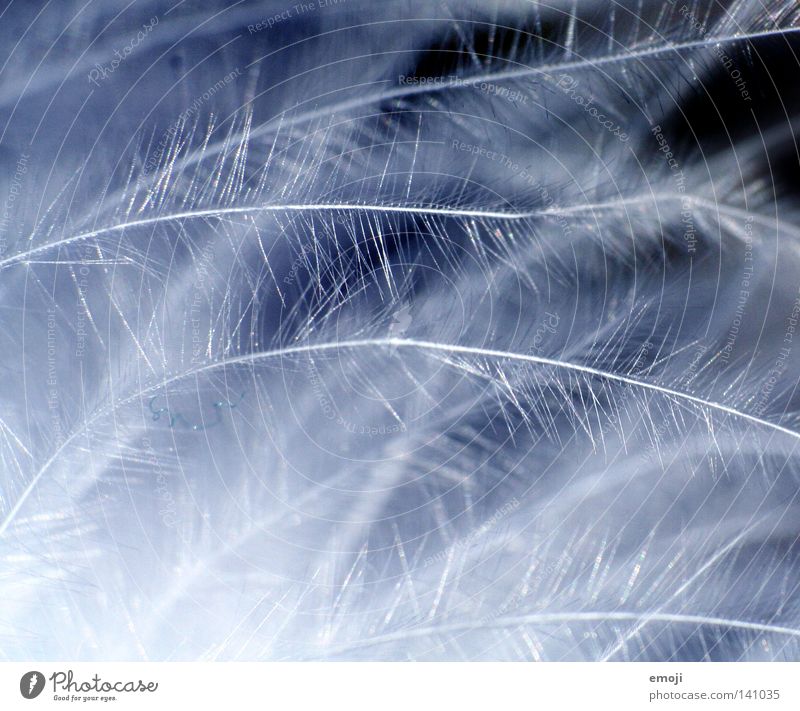 light Easy Dark Progress Light Soft Delicate Fine Feather duster Macro (Extreme close-up) Near Blur White Feeble Playing Close-up Blue Bright wag supermacro