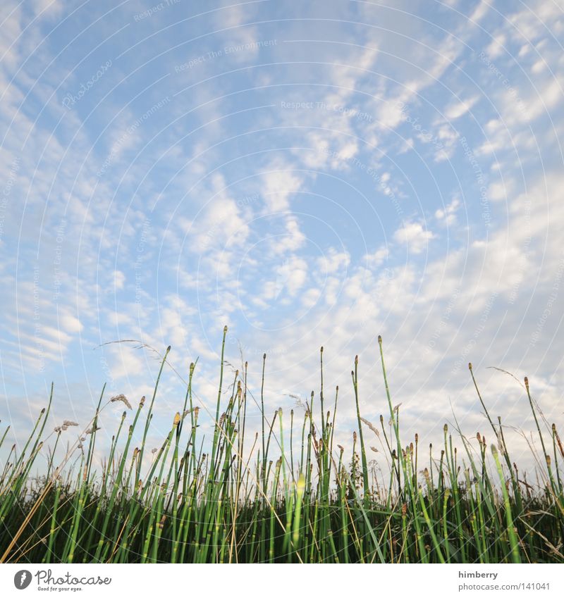 bed in cornfield Field Farm Grain Pasture Willow-tree Willow tree Grass Nature Landscape Land Feature Sky Agriculture Stalk Blade of grass Plant Ecological