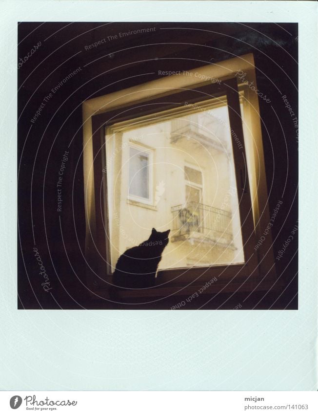 My first Polaroid Analog 600 Cat Dark Black Meow Window Vantage point Sit Crouch Observe Beautiful Animal Pet Window pane Open Wait Light Square Picture frame