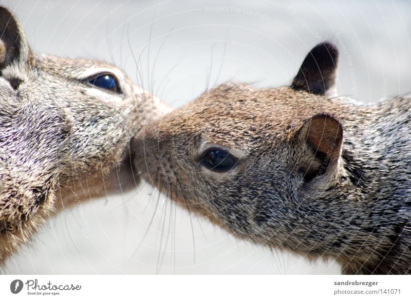 brotherly love Squirrel Rodent Kissing Animal Caresses Affection Pushing Embrace Love Lovers Touch Romance Together Relationship Intuition Trust Animalistic