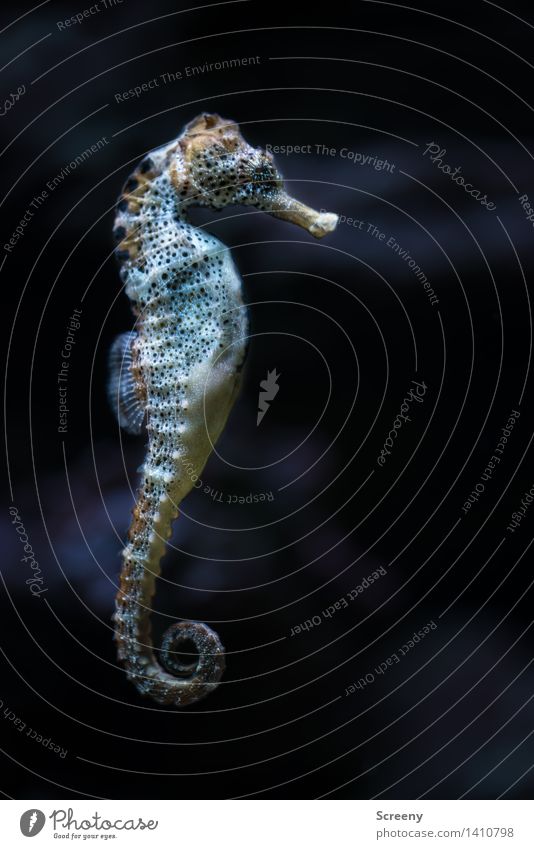 Yeeeehaaaaaa! Nature Animal Water Seahorse 1 Swimming & Bathing Small Wet Serene Calm Underwater aquarium Aquarium Fishkeeping Colour photo Interior shot