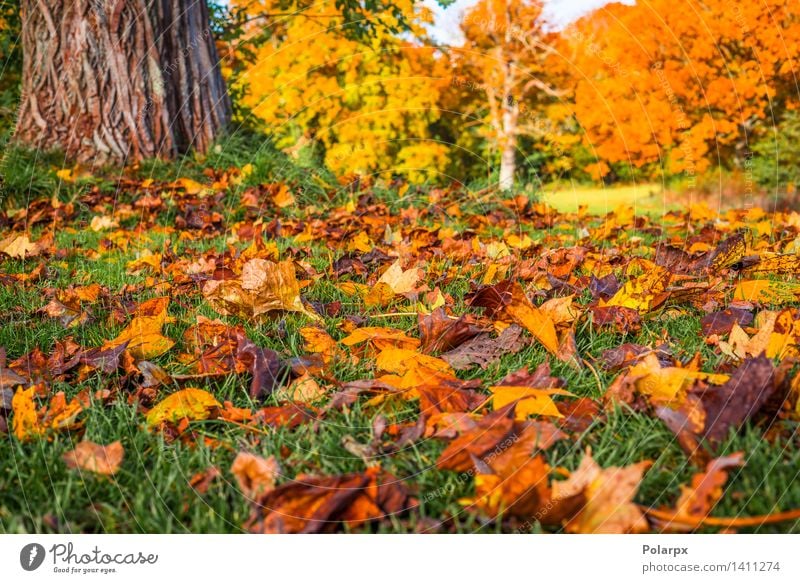Autumn leaves under a tree in the fall Beautiful Sun Environment Nature Landscape Plant Tree Leaf Park Meadow Forest Bright Natural Brown Yellow Gold Green Red