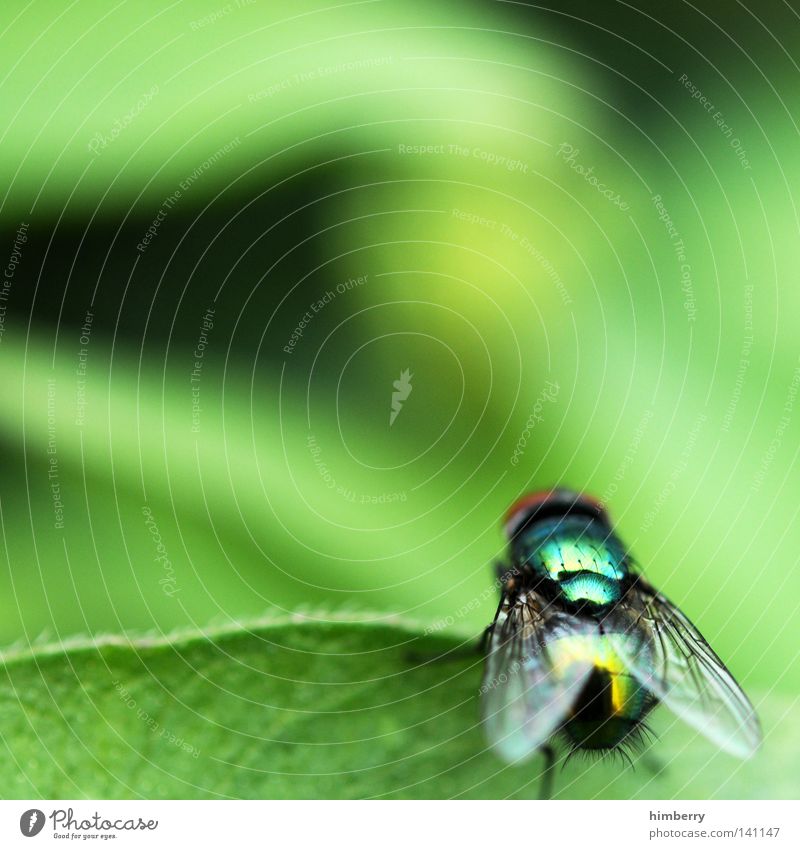 jaguar Animal Fly Crawl Small Nature Green Free Freedom Zoo Insect Going Depart Summer Flying animal Wing Wait Leaf Corner Metal Macro (Extreme close-up)