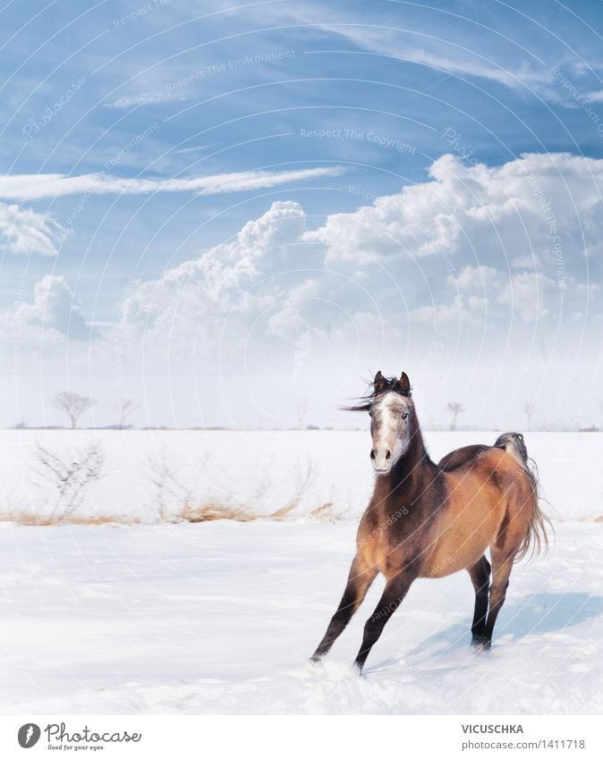 Playful little horse in winter snow Winter Nature Beautiful weather Animal Horse 1 Emotions Joy Power Action Stable Arabien Thoroughbred Snow Sky Comical