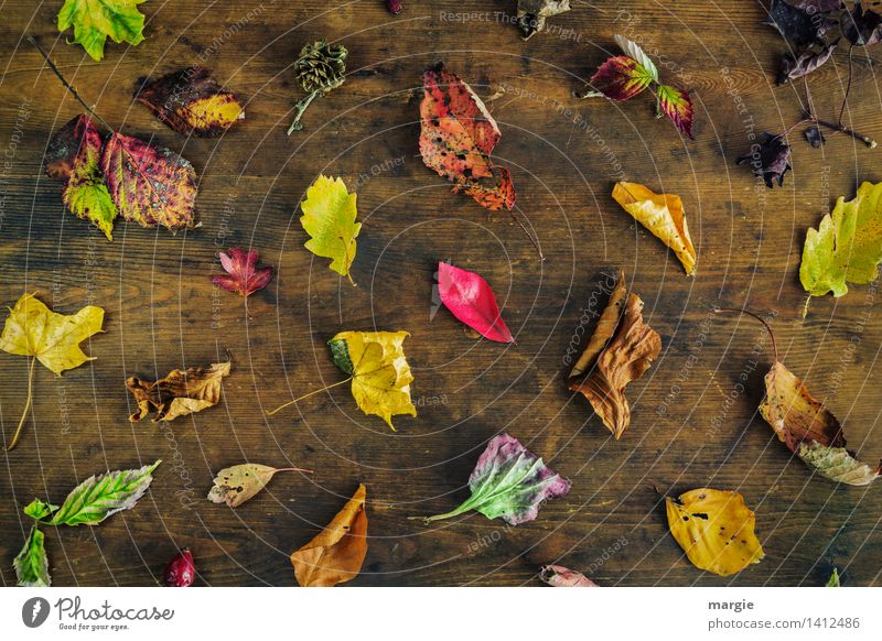 The classic - colourful autumn Environment Nature Plant Animal Tree Leaf Multicoloured Yellow Green Red Oak leaf Collection Many Difference To dry up Autumn