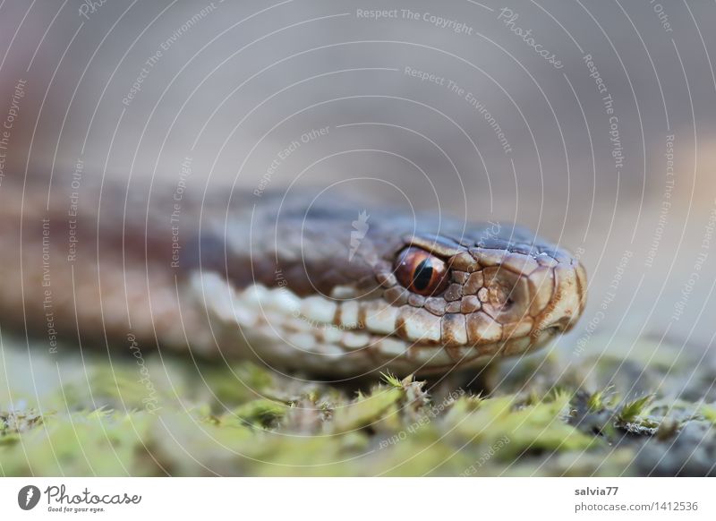 snake's eye Environment Nature Animal Earth Forest Wild animal Snake Animal face Scales Adder Viper 1 Threat Brown Gray Green Watchfulness Perspective Timidity