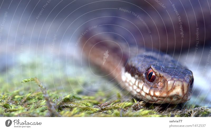 ...too close! Environment Nature Plant Animal Earth Moss Forest Wild animal Snake Animal face Scales Adder Snake eyes 1 Discover Threat Disgust Exotic Near