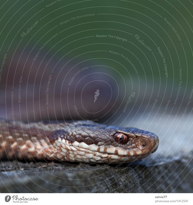 Snake eyes Stock Photos, Royalty Free Snake eyes Images