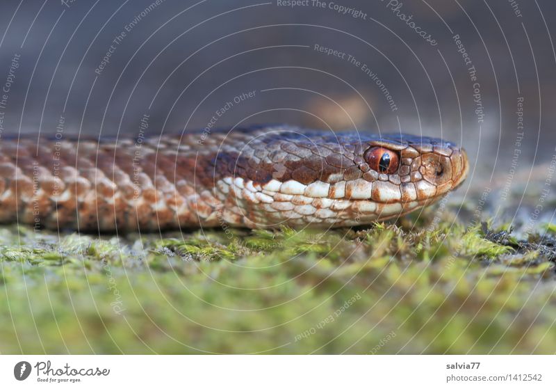 snake's eye Environment - a Royalty Free Stock Photo from Photocase