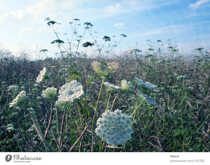Double zero on double umbels Summer Nature Plant Beautiful weather Blossom Field Blossoming Faded Growth Romance Idyll Crucifer Apiaceae Sprout Muddled Botany